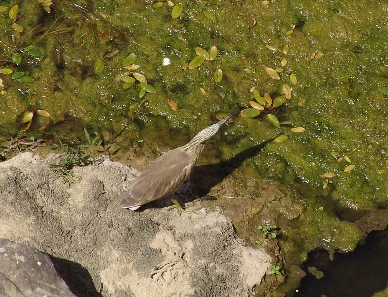 Curiosit: rive dell''Arno
